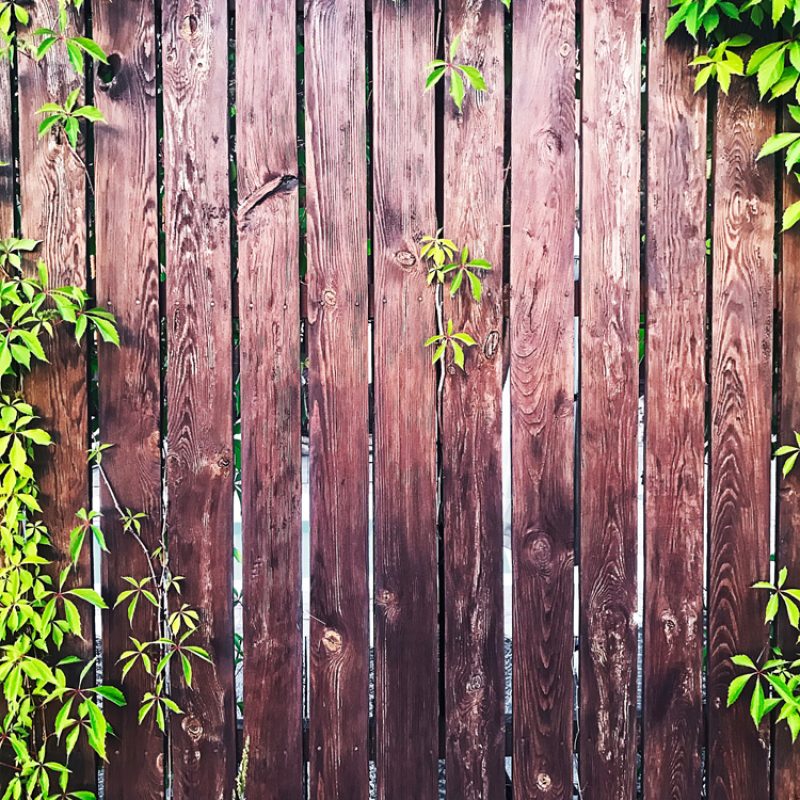 fence-with-plants-growing